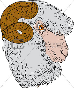 Merino Ram Sheep Head Drawing