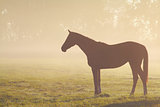 horse silhouette on misty pasture