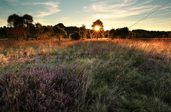 sunshine over marsh with flowering heather