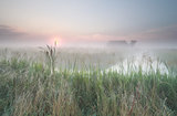 Dutch misty farmland