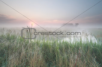 Dutch misty farmland