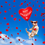 dog hanging on balloon in  air for valentines day 