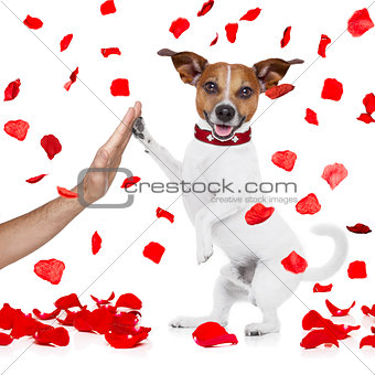 valentines dog in love with high five paw
