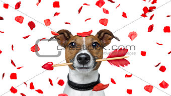 crazy in love valentines dog 