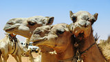 Camels in the camel market in Omdurman Sudan