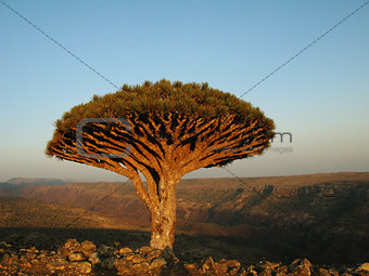 Dragon tree, Socotra