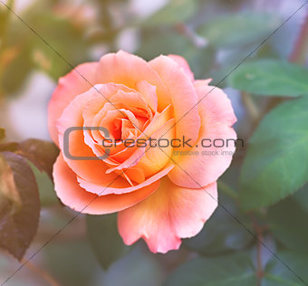 Apricot pink Rose on soft background