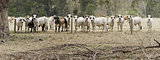 Herd of Cows