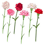 Set carnation flowers. White, pink and red carnation
