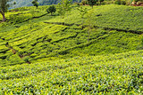 Sri Lanka: highland tea plantations in Nuwara Eliya