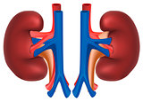 Kidneys of healthy person. Internal organs