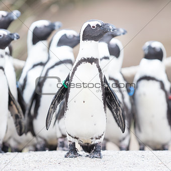 Group of African penguin (spheniscus demersus)