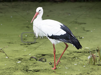 Stork walking in a pond filled with duckweed