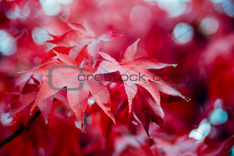 Red autumn leaves 