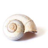 Isolated Snail Shell