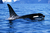 Killer whale shows tall dorsal fin