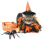 maine coon cat and halloween