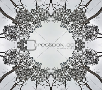 Symmetrical forest canopy silhouette