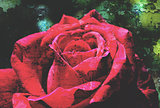 Vintage red rose