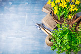 Spring flowers narcissus top view garden tool