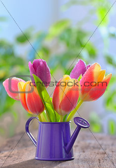 tulips in sprinkler garden