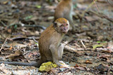 Baby Monkey in Pulau Ubin Island