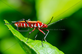 Red Cotton Bug (Dysdercus cingulatus)