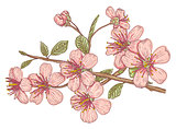 Pink sakura blossom