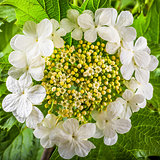creamy-white flowers of viburnum, close-up