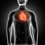 3D medical male figure with heart highlighted