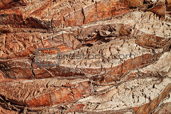 Texture of palm tree bark. Natural background