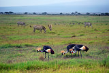Two Grey Crowned Crane and zebras in Amboseli national park