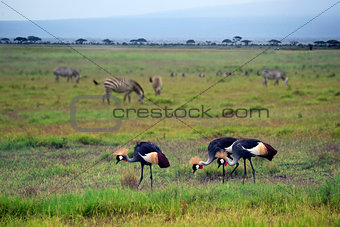 Two Grey Crowned Crane and zebras in Amboseli national park