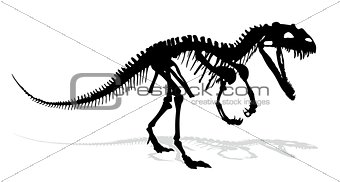 Dinosaur skeleton.
