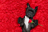 valentines dog in love 