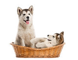 Alaskan Malamute puppies sitting in a basket isolated on white