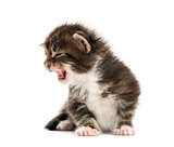 Maine coon kitten meowing isolated on white