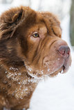 Winter dog portrait