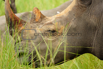 Side view of white rhino in Uganda