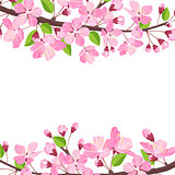 Blossoming cherry spring background. Apple tree of branch flowers and buds frame for text.