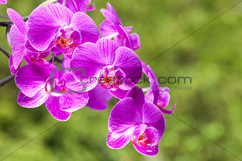 Bright purple wild orchid flowers with green background
