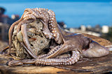 Fresh octopus on the rocks