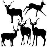 Antelope Silhouettes