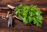 Various aromatic culinary herbs, rustic style.