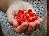 Handful of wild strawberries
