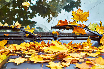 Fallen maple leaves on car hood