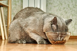 Grey cat eating dry food