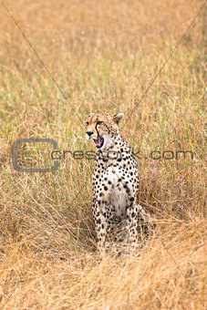 cheetah in tall grass