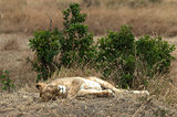 Donât wake the sleeping lioness