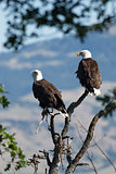 Bald Eagles sitting in a tree